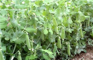 荷兰豆种植的注意事项,第2图