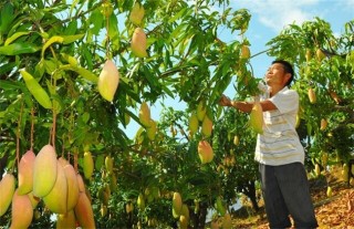 如何防治芒果日灼病,第8图