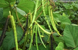 绿豆的种植方法与时间,第6图