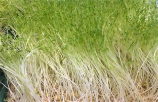 绿豆芽种植技术,第4图