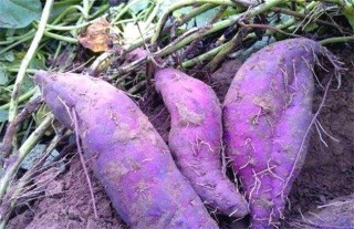 紫薯种植的注意事项,第6图