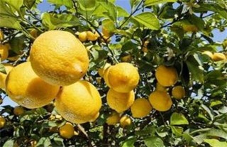 柠檬的种植方法,第1图