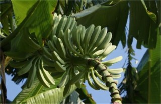 香蕉的种植地分布情况,第5图