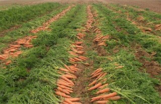 胡萝卜的种植技术,第5图