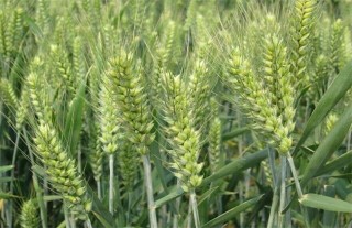 小麦需要什么生长环境,第5图