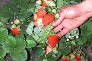 草莓花果期的管理,第3图