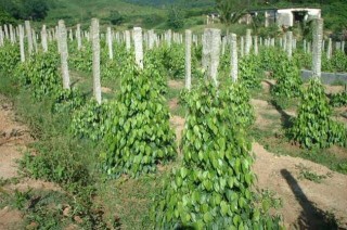 胡椒的种植技术(2),第2图