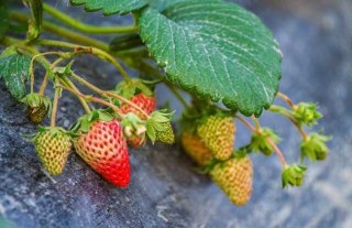 草莓种子的种植方法,第3图