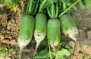 八月适合种植什么蔬菜,第1图