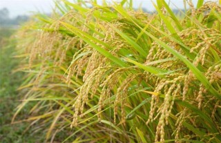 杂交水稻高产栽培技术,第4图