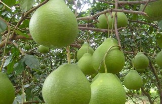 沙田柚种植技术,第3图