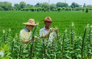 芝麻的种植条件,第5图