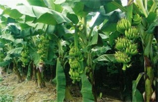 香蕉种植的注意事项,第6图