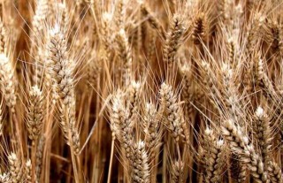 小麦什么时候传入中国的？,第3图