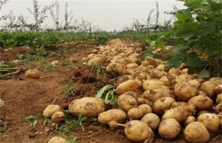 怎样提高马铃薯种植效益,第4图