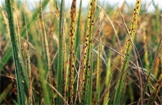 水稻早衰的原因及防治方法,第2图
