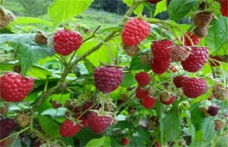 树莓种植管理,第1图