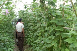 四季豆的种植条件,第2图