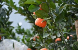 橘子树的种植技术,第4图