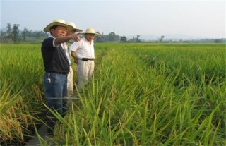 水稻氮肥施用过多处理方法,第4图