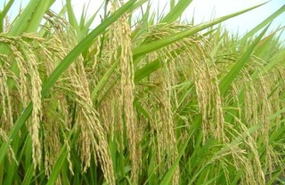 水稻种植过程中叶尖枯病防治措施,第4图