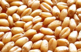 小麦什么时候传入中国的？,第2图