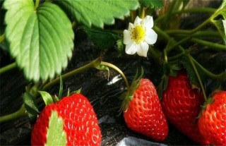 草莓春季管理要点,第1图