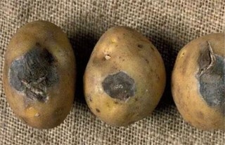 马铃薯的常见病害及防治,第3图