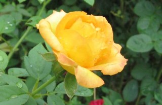 黄玫瑰花语是什么？,第4图