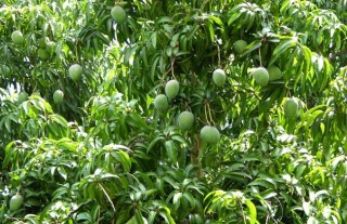 芒果盆栽种植方法,第2图