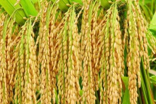 水稻生长特性及对环境的要求,第4图