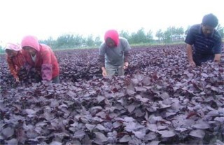 紫苏高产种植技术,第3图