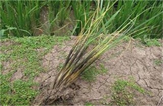 水稻烂种原因及防治措施,第3图