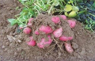 红皮土豆的种植技术,第4图