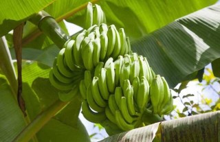 香蕉种植的注意事项,第1图