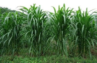 皇竹草的种植方法,第3图