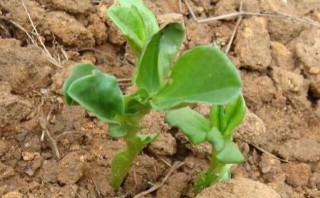 蚕豆的种植技术,第2图