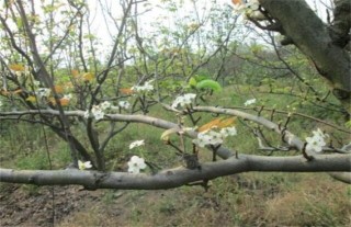 梨树花期如何管理？梨树的花期管理技术,第1图