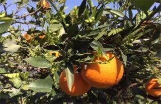 橙子的种植注意事项,第2图