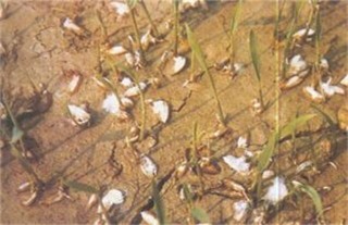 水稻烂种原因及防治措施,第1图