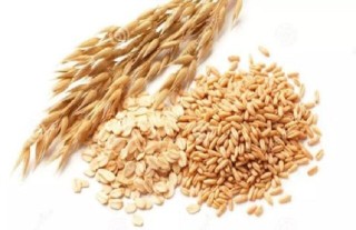 燕麦种植的注意事项,第6图