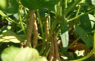 赤小豆的种植方法,第3图