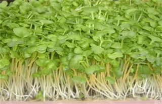 绿豆芽种植技术,第2图
