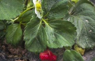 草莓种子的种植方法,第5图
