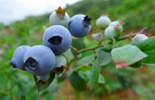 盆栽蓝莓的种植方法,第1图