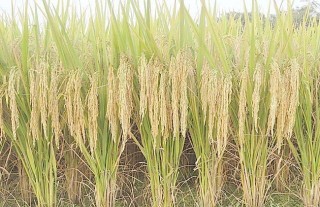 水稻施肥时间与施肥技术,第3图