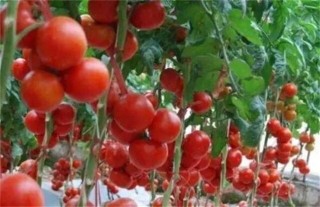 西红柿常见整枝方式,第3图
