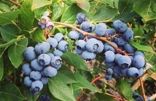 蓝莓肥害是什么原因,第4图