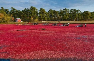 蔓越莓的种植技术与条件,第7图