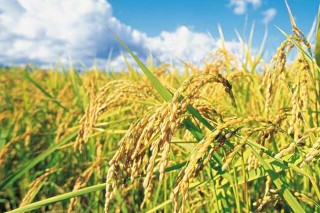 夏季怎样防治稻米中的害虫,第4图